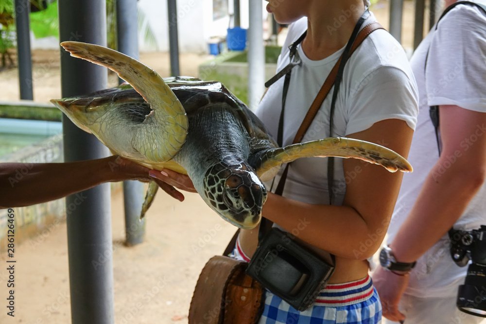 turtle hatchery conservation